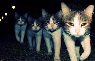 黑喵cp最新爆料是谁,神秘幕后黑手揭晓!” 第3张 黑喵cp最新爆料是谁,神秘幕后黑手揭晓!” 第3张